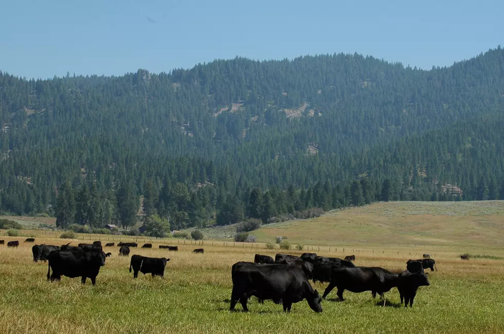 USDA Awards Funding to Protect U.S. Cattle From FMD