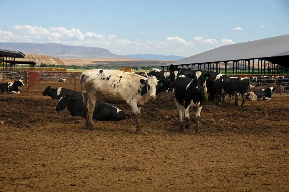 Naerebout: 2022 A Good Year For Idaho Dairy 