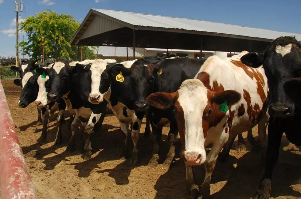 Problems From Flies Not A Small Issue For Livestock Industry