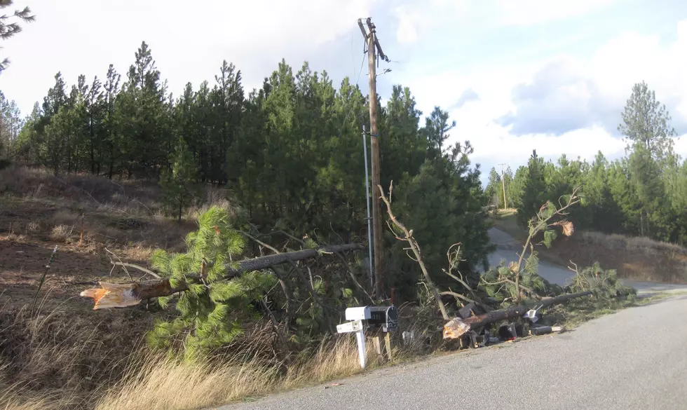 IDL Warns Of Bark Beetles Targeting Damaged Trees