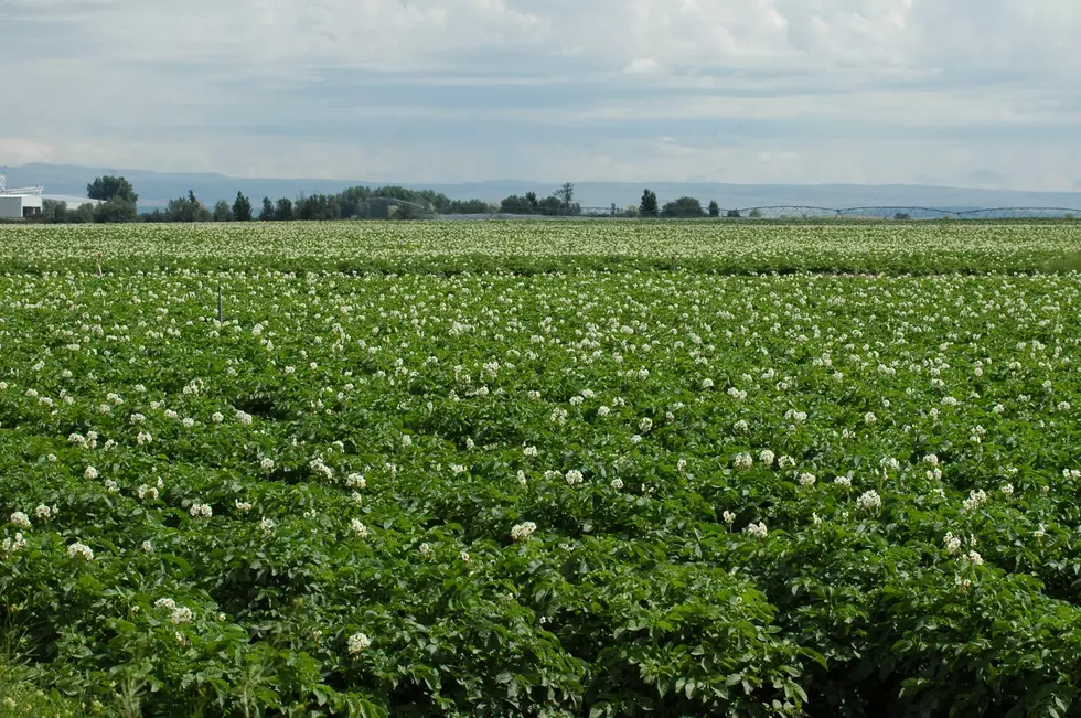 Luff: Help Your Potato Crop Start The Season Off Right