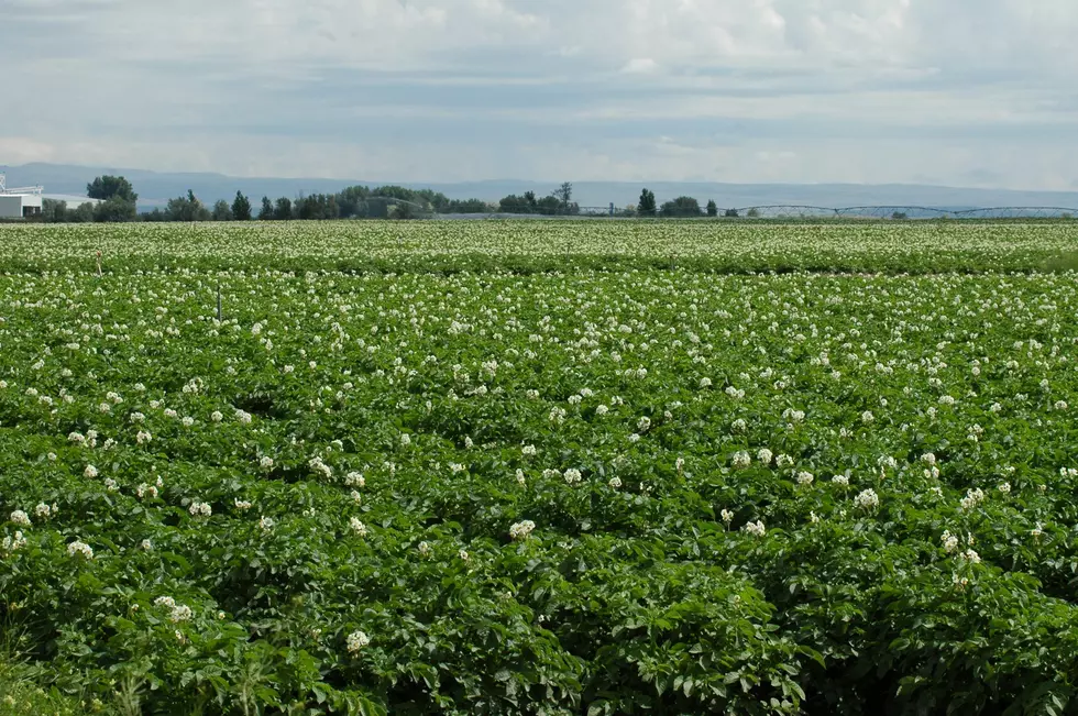 USDA Releases Vegetable and Pulses Outlook