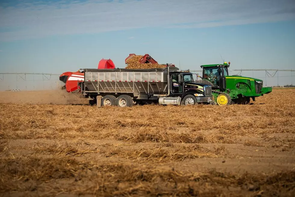 Voigt: Washington Potato Crop Off By Roughly 8%