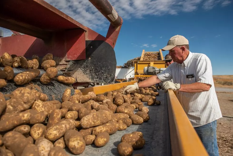 Input Costs Main Topic Of Discussion At Potato Expo