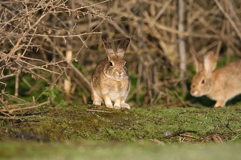 RHD Confirmed In Oregon Rabbits