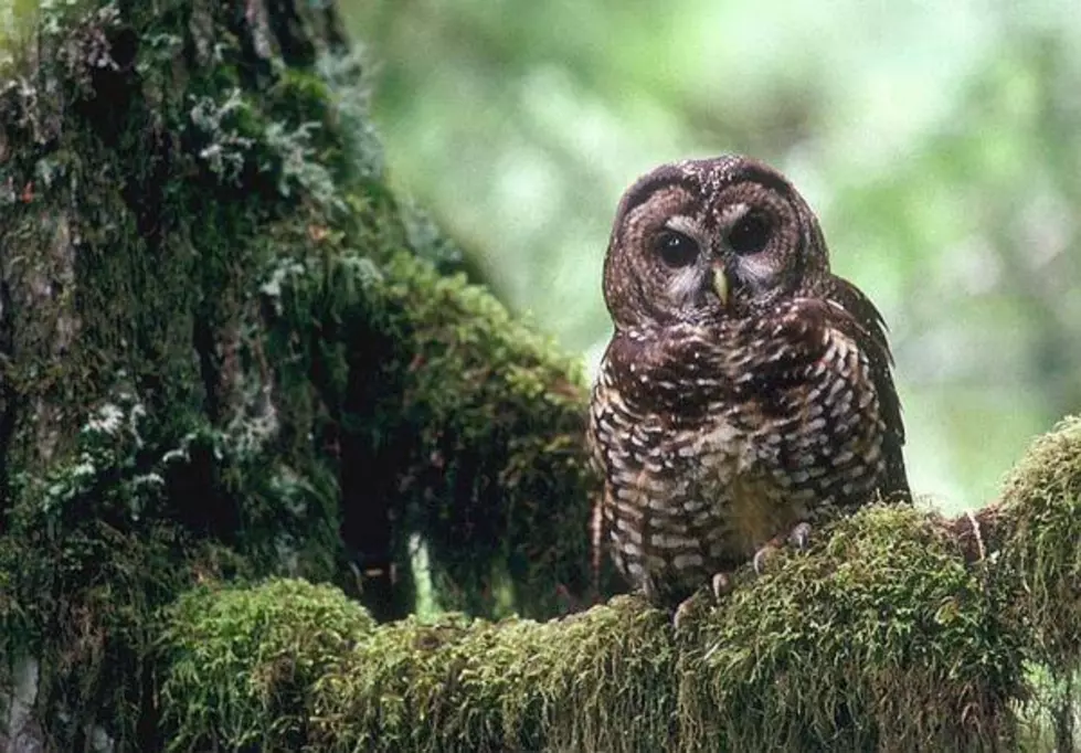 Interior To Revisit Spotted Owl Decision