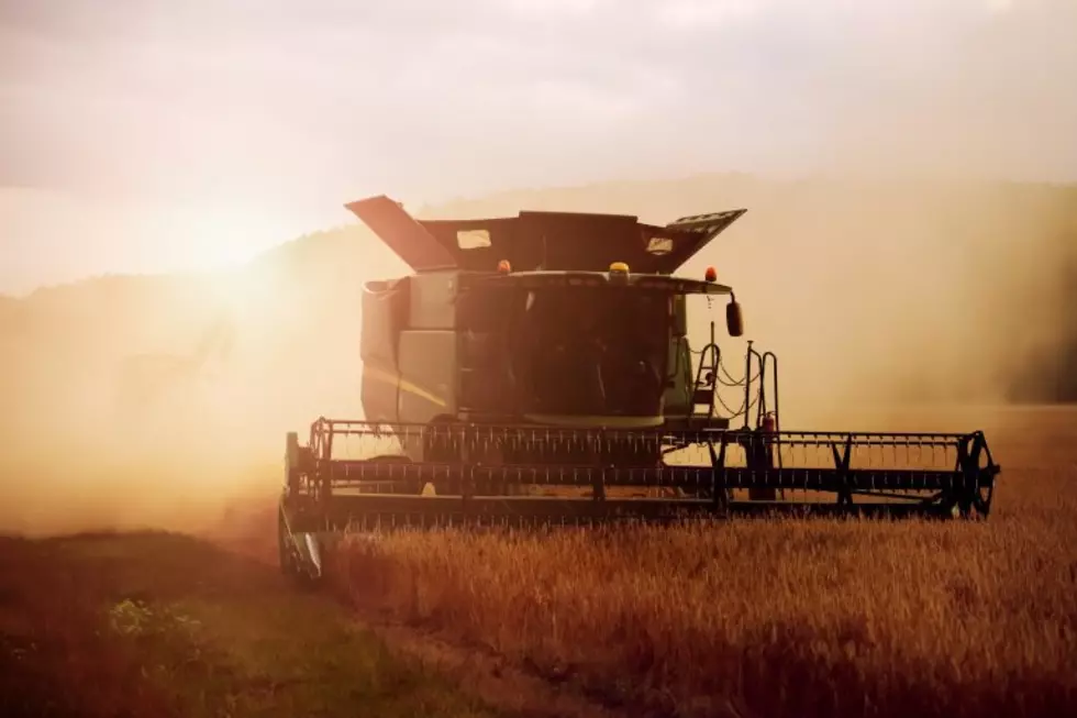 Rippey: Spring Wheat Crop Shows Slight Improvement