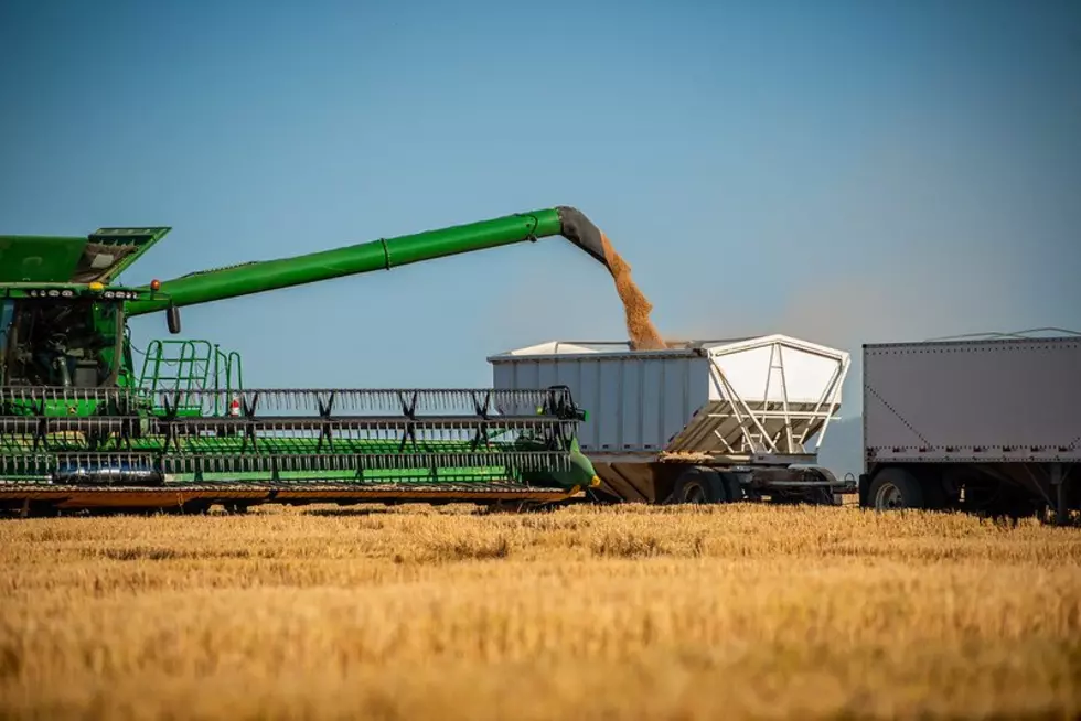 Winter Wheat Plantings Up Across the NW, U.S.