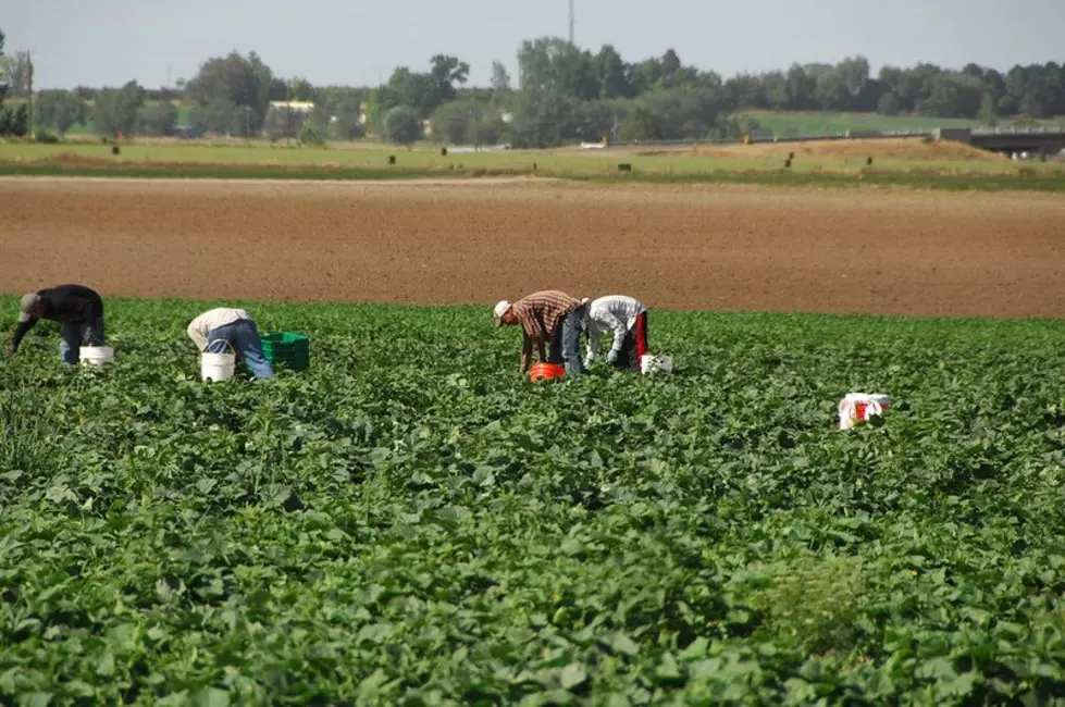 USDA Farm Labor Report: More Farm Workers &#038; Higher Wages