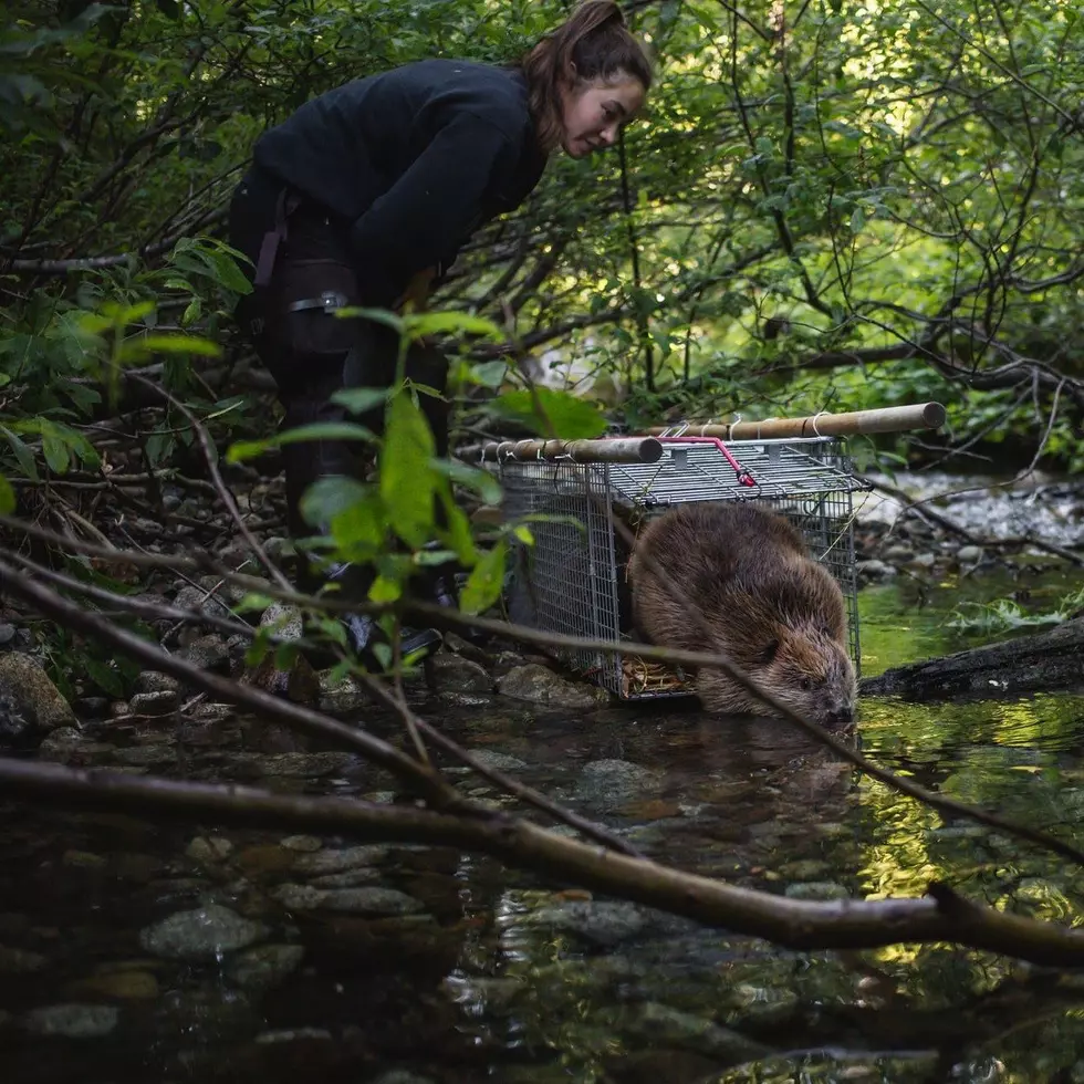 Work Continues To Address NCW Beaver Problems