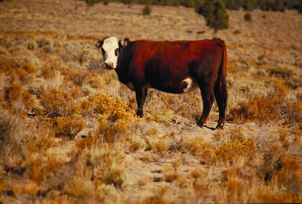 Rippey: Pasture Conditions Still Dire