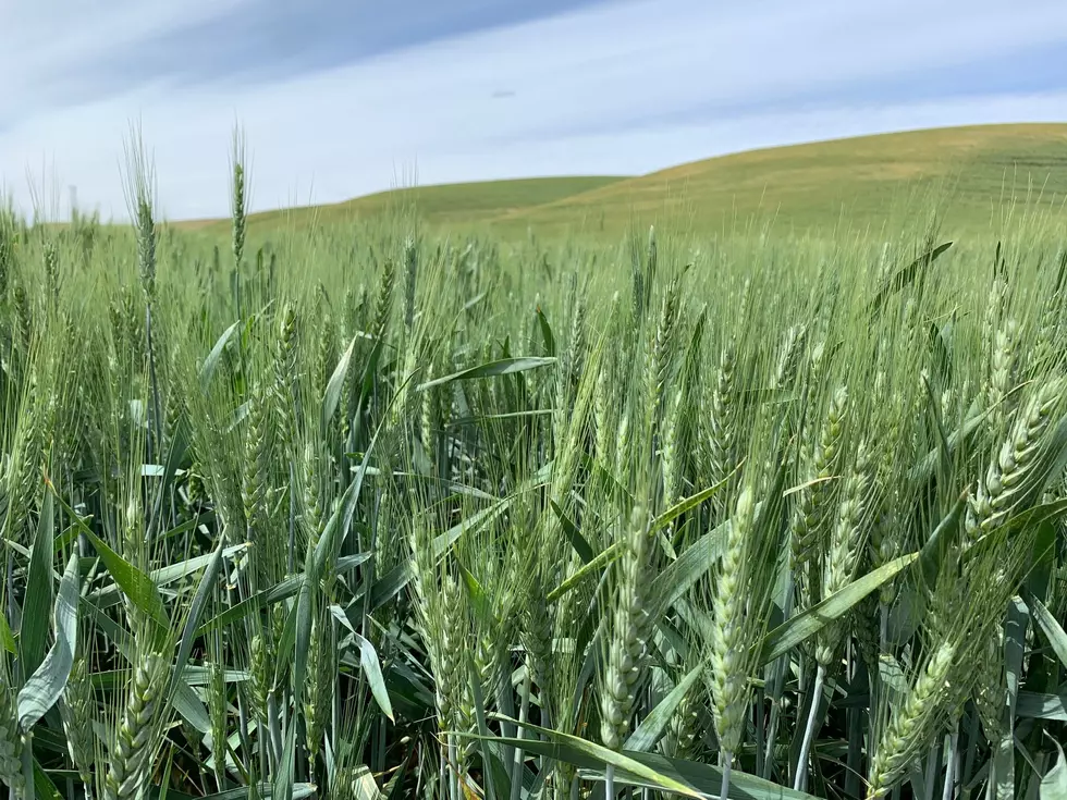 Hurst Marchant: Wheat Farmers Continue To Show Tenacity