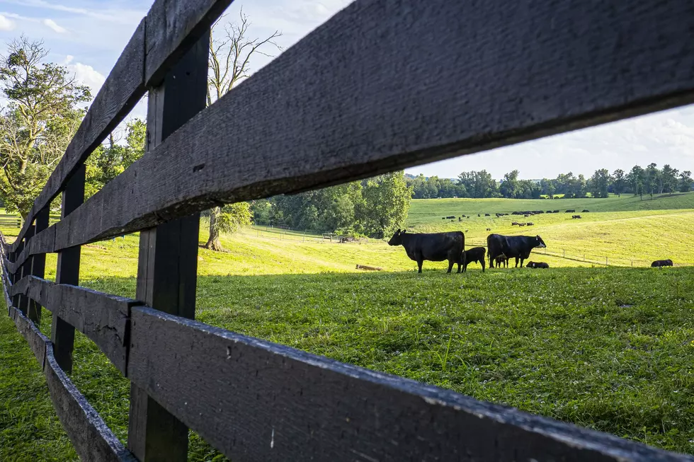 Cow-calf Producers with Larger Paddocks Rotate Cattle Less Often