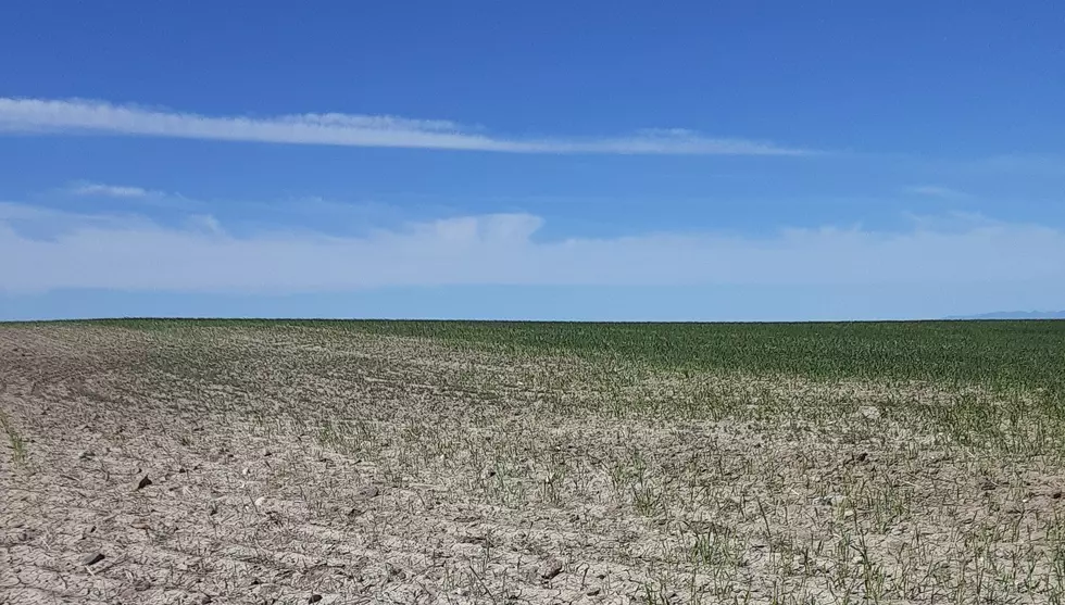Drought Impacting Barley Crop
