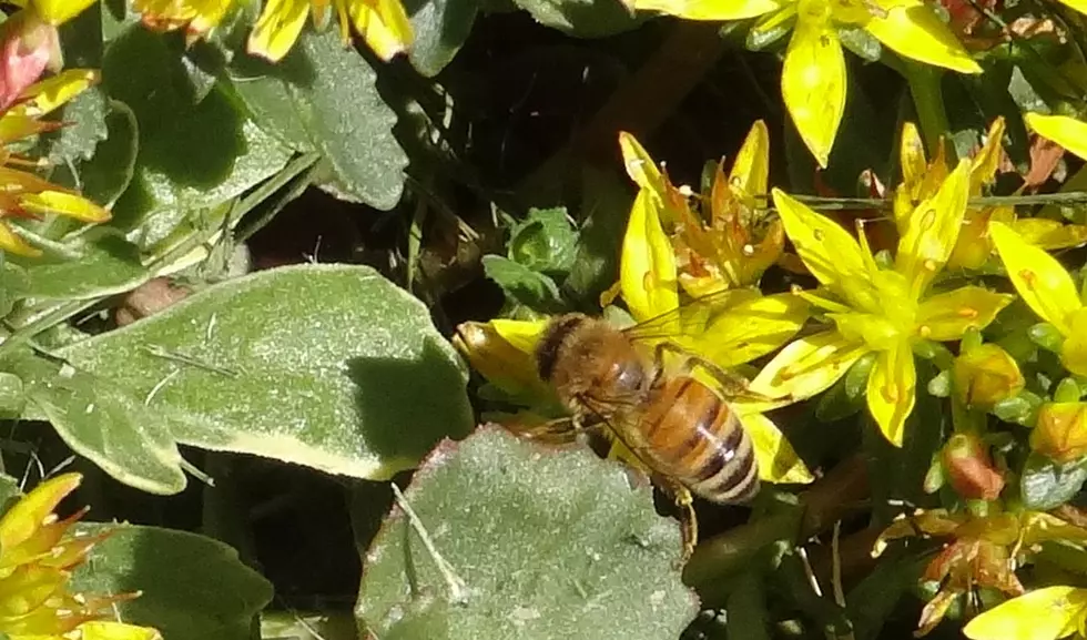 USDA Rolls Out Pollinator Dashboard