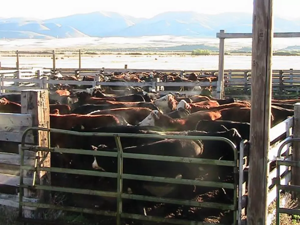 Record Cattle Prices Possible in 2023