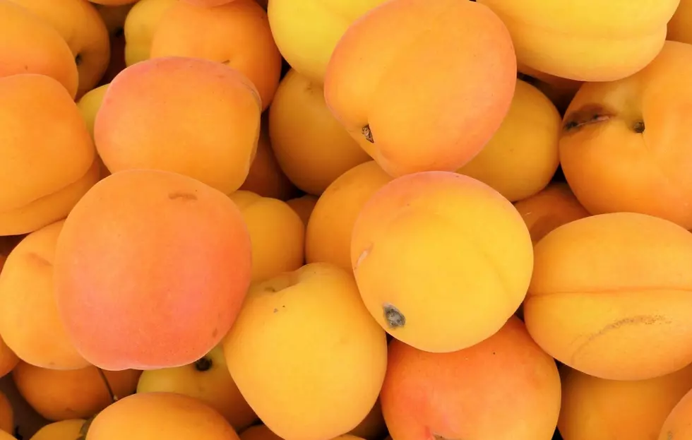 Cool Weather, Western X Held Back Washington’s Apricot Crop