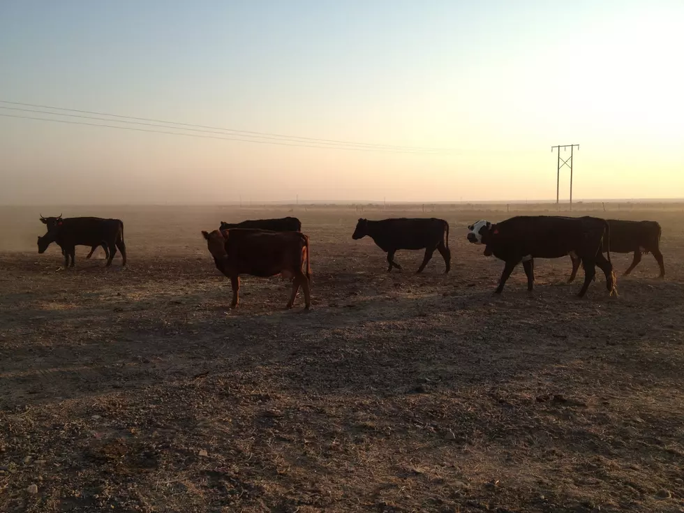 Texas Cows Wearing Fit-Bits