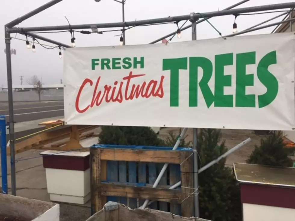 Christmas Tree Industry Optimistic About The Future