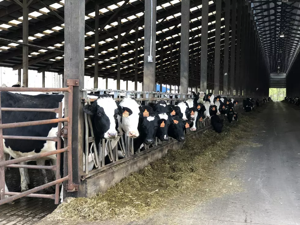 AEM Study Highlights The Benefits Of Modern Dairy Production