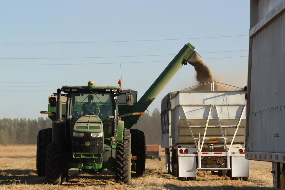 USDA Breaks Down Wheat Balance Sheet
