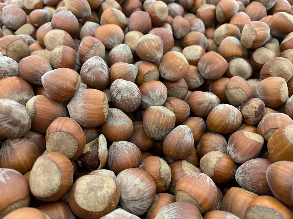 Oregon’s Hazelnut Crop Appears To Be Smaller
