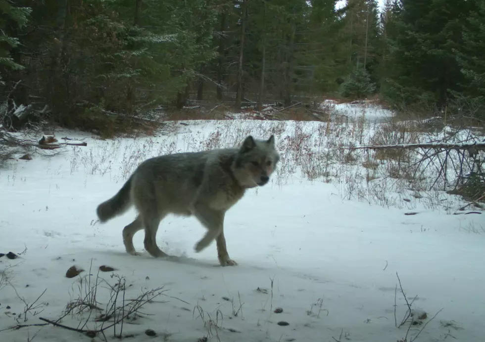 Second Wolf Killed In Union County