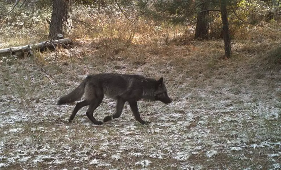 Oregon Wolf Population Increases Slightly
