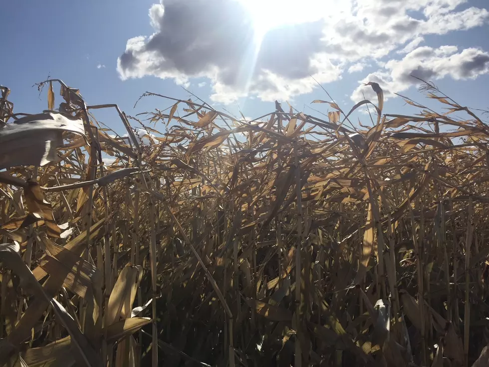 U.S. Considering More Ethanol in Gasoline