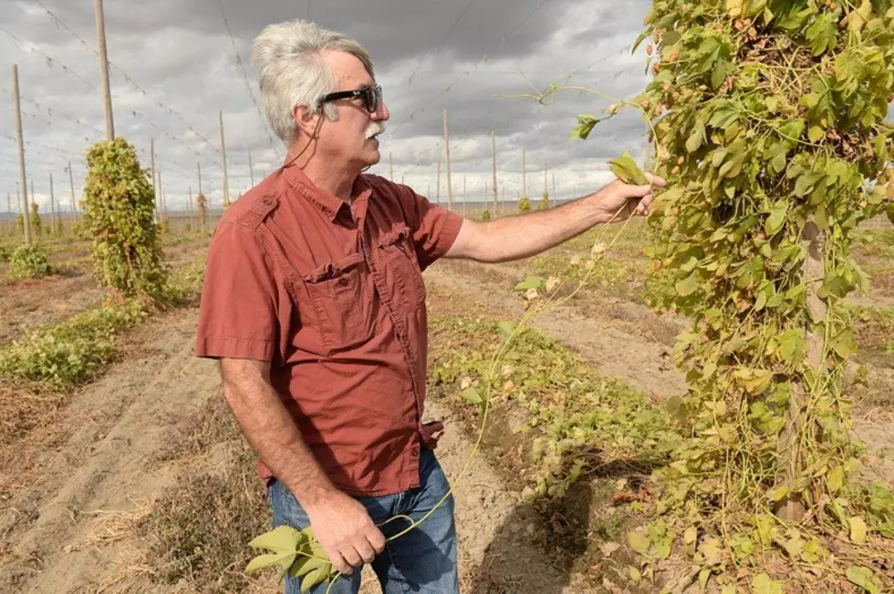 WSU Is Working To Build Better Hops