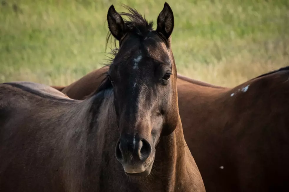 WSU Warns Horse Owners About Dangers Behind Painkillers
