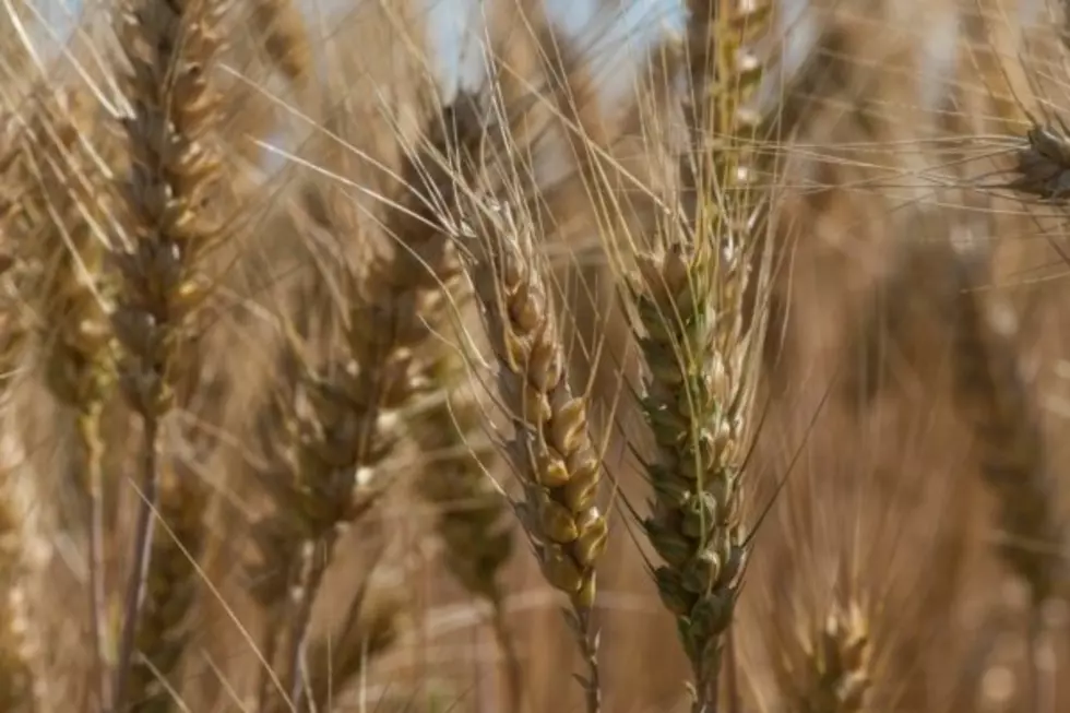 USDA Expands Revenue Protection for Oat and Rye Producers