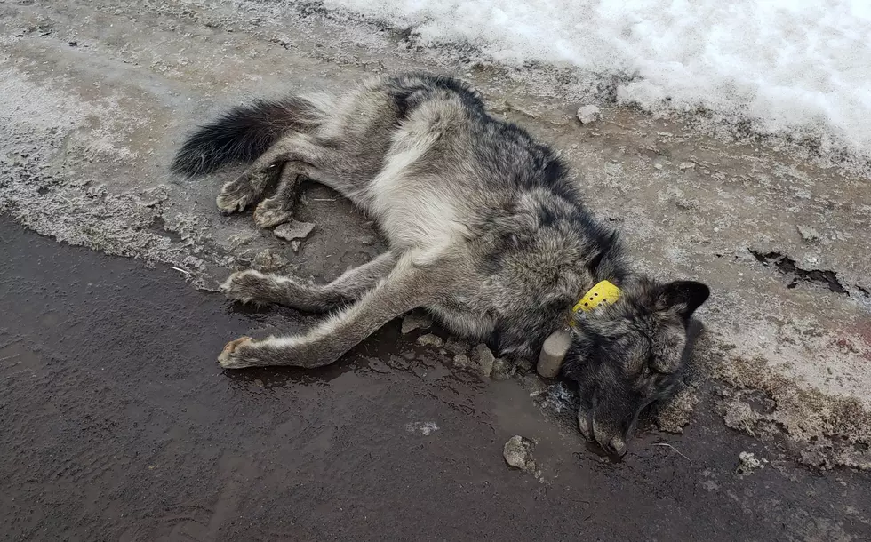 Investigation Continues After Wolf Found Shot To Death In NE Oregon