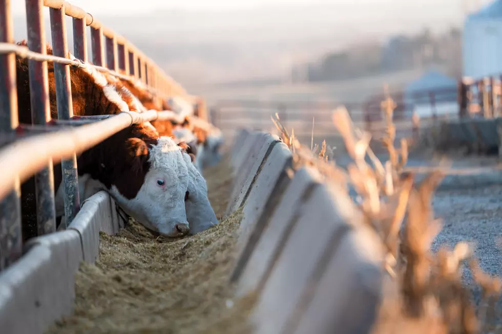 Record May First Cattle Feedlot Inventory