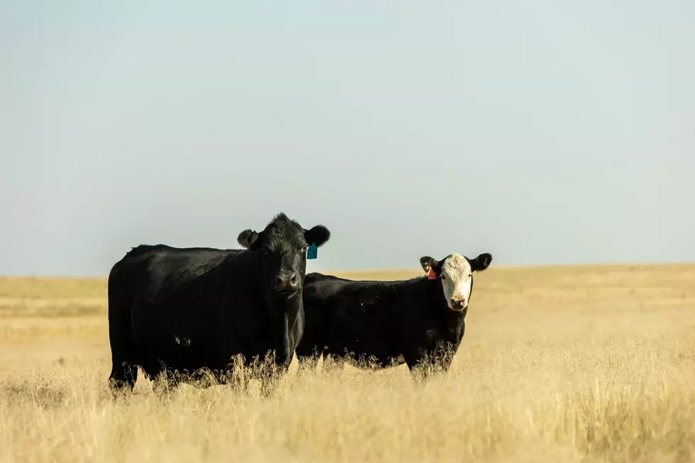 Cattle Industry Fighting SEC Climate Rule