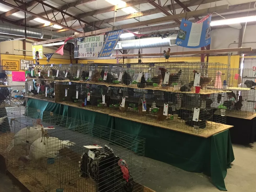 Idaho Not Restricting Birds At Local Fairs, Just Urging Caution