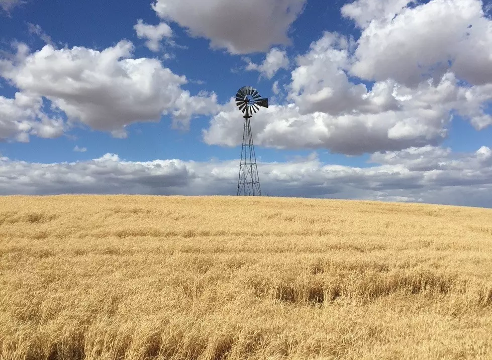 World Wheat Production Forecasts Down