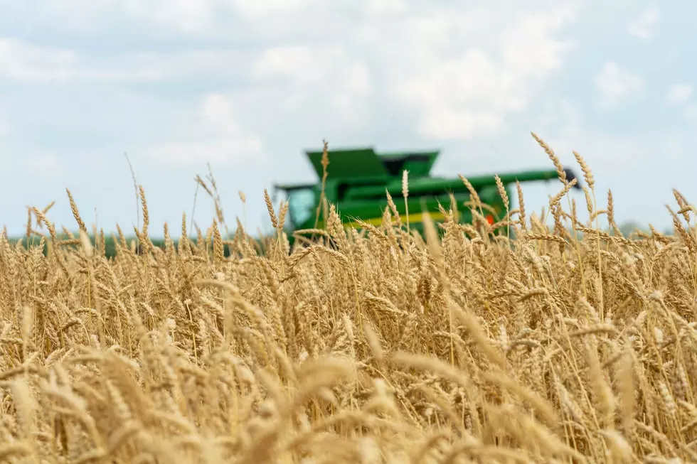 Barley, Spring Wheat Harvest On Par 