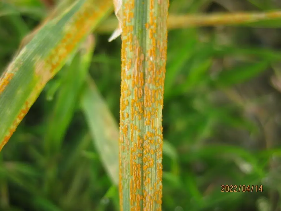 Light Stripe Rust Detected In The PNW