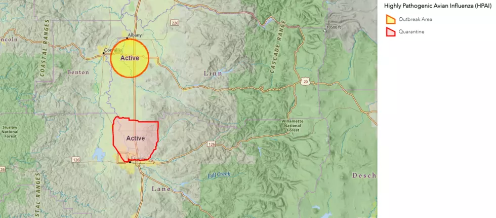 Oregon Bird Flu Triggers Quarantines