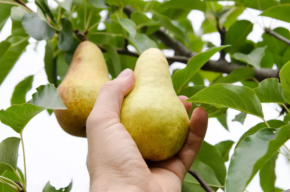 NASS: Pear Production Down In 2022