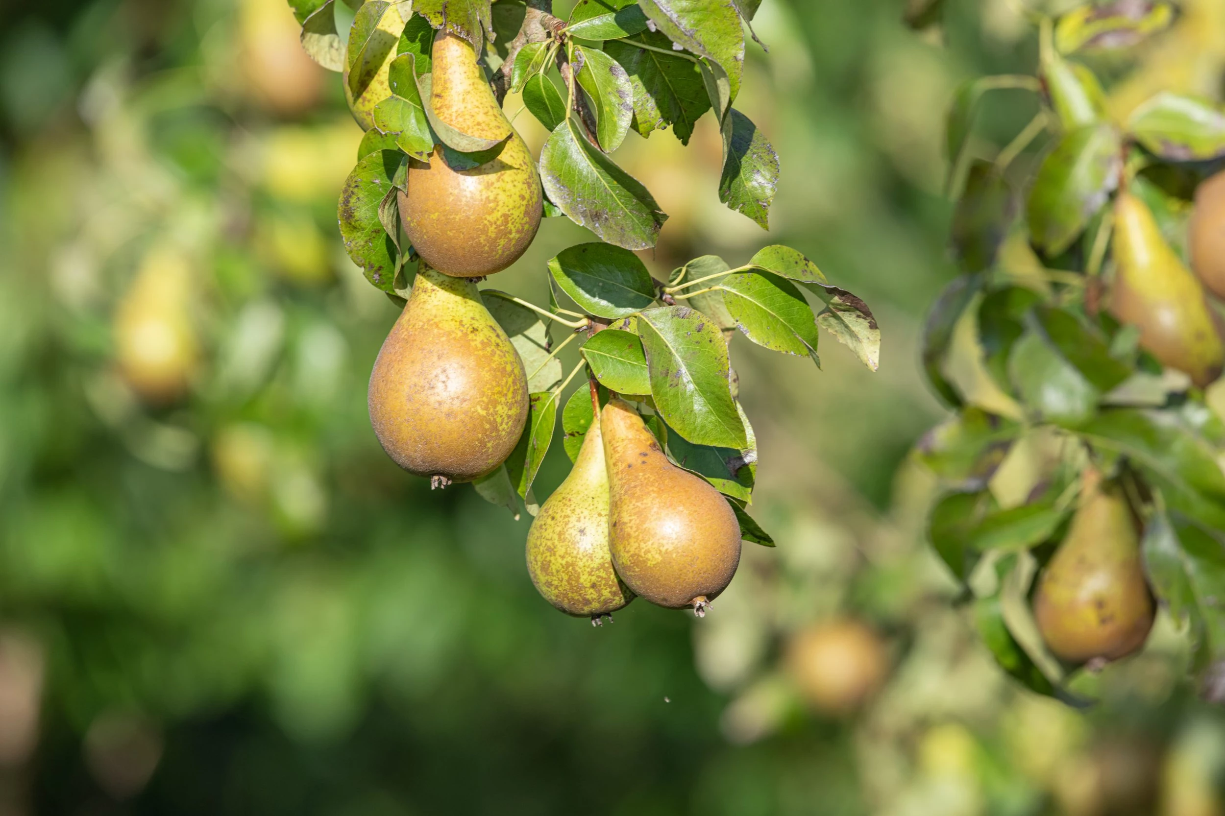 Promotable volumes on Washington pears, especially organic