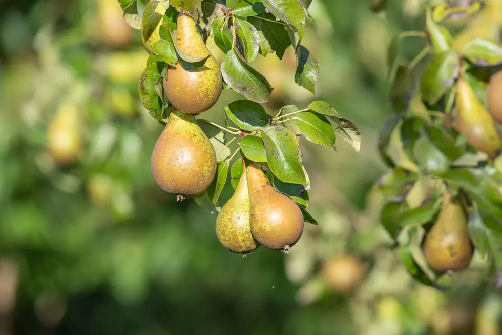 Pear Producers Continue with Market Plan