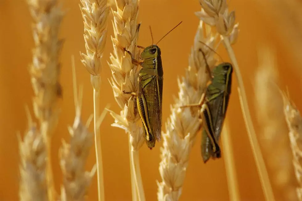 Eastern Oregon Preparing For Grasshoppers