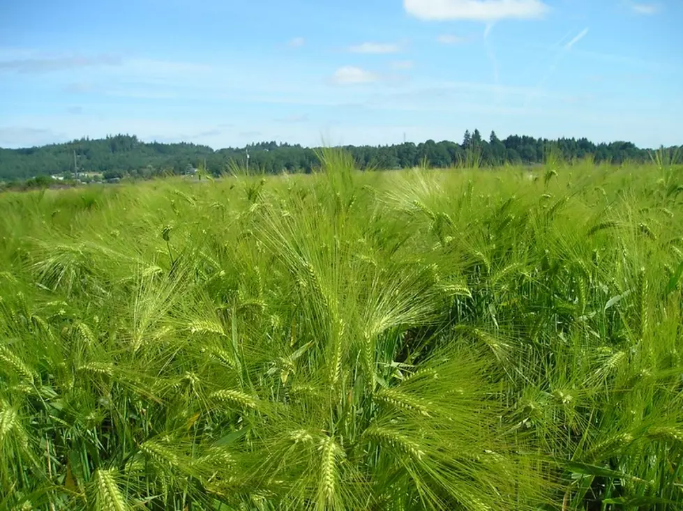 USDA Reports Shows Increasing Use of Cover Crops