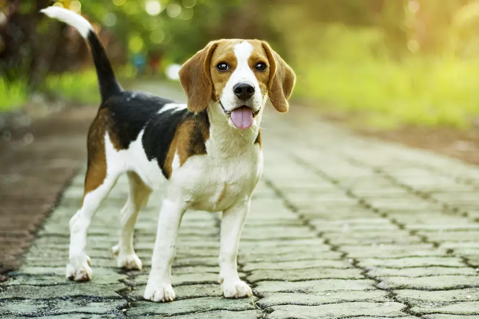 Ag Groups Support the “Beagle Brigade”