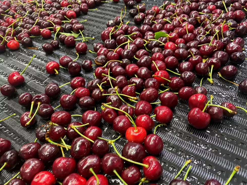 Next Year Looks Good For Cherry, Wine Sectors
