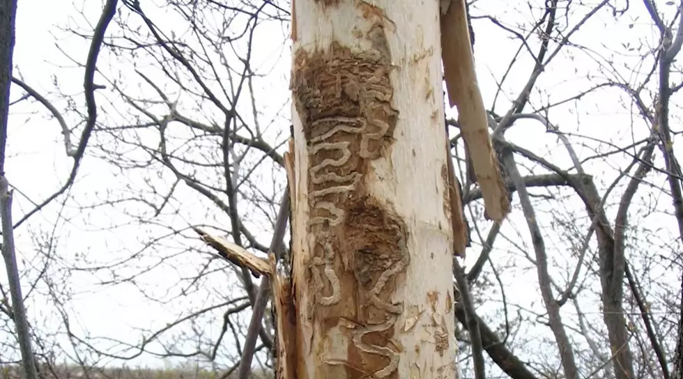 ODF Concerned About Recent Reports Of Emerald Ash Borer