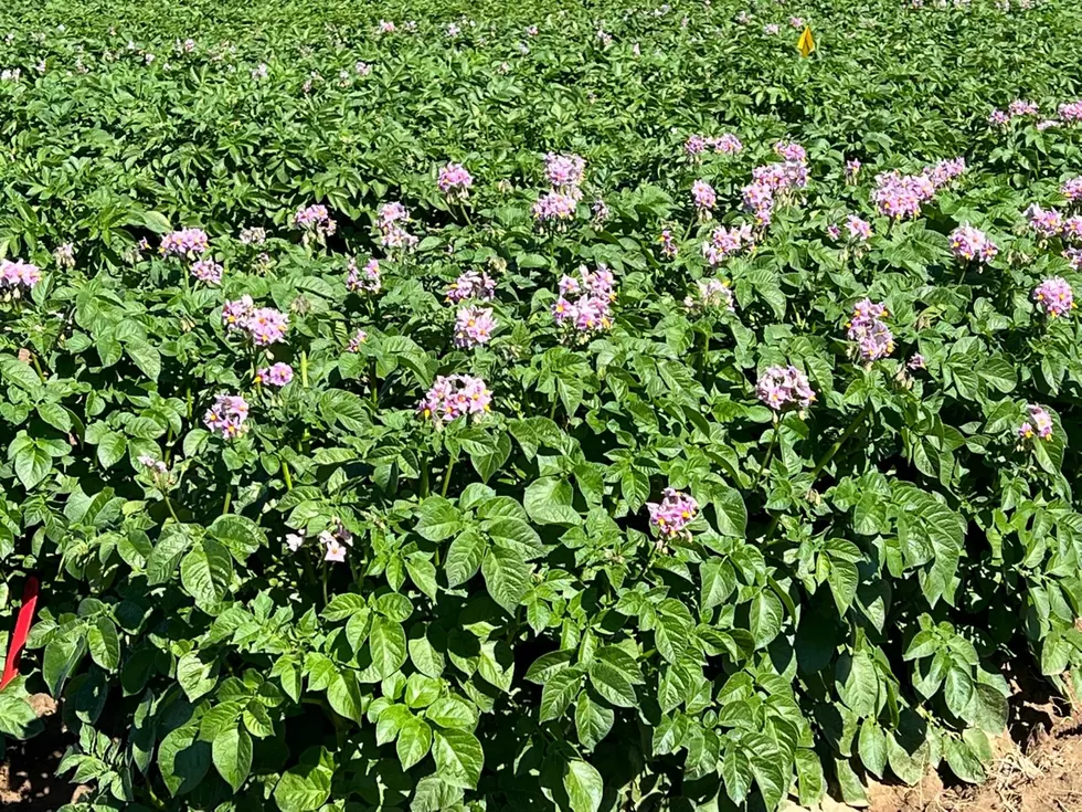 Why Are Potato Prices Higher At The Grocery Store? Blame 2021