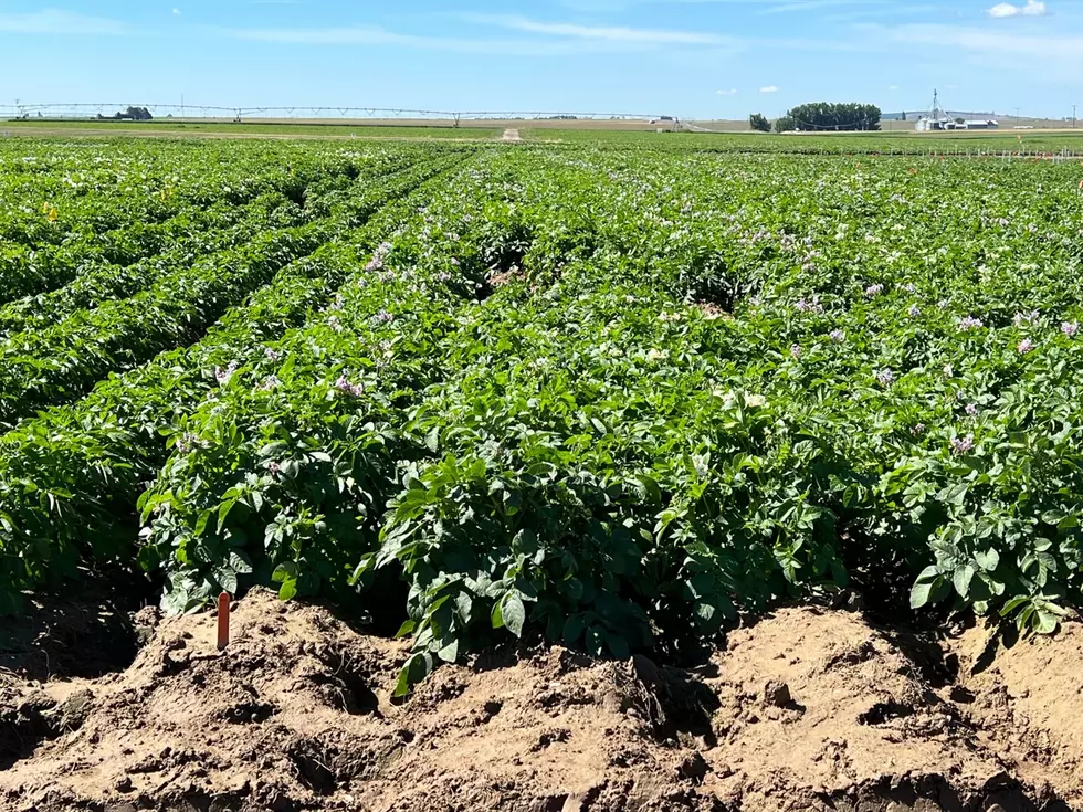 Northwest Potato, Sugarbeet Production Off